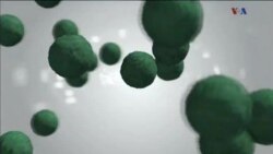 اخبار شامگاهی