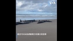 澳大利亚偏远海滩157头伪虎鲸集体搁浅