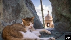 ARCHIVO - Un gato callejero descansa en una estatua del Viejo San Juan, en Puerto Rico, el 2 de noviembre de 2022.