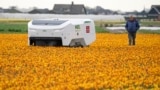 Theo the robot walks with his namesake checking Dutch tulip fields for sick flowers in Noordwijkerhout, Netherlands, Tuesday, March 19, 2024. (AP Photo/Peter Dejong)