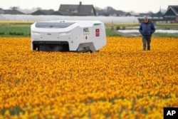 Theo van der Voort (kanan), seorang staf pemantau bunga tulip yang sakit, berjalan di samping robot bernama "Theo" yang kini dipekerjakan untuk memeriksa kesehatan perkebunan tulip Belanda di Noordwijkerhout.