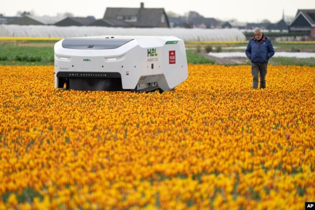 Theo van der Voort (kanan), seorang staf pemantau bunga tulip yang sakit, berjalan di samping robot bernama "Theo" yang kini dipekerjakan untuk memeriksa kesehatan perkebunan tulip Belanda di Noordwijkerhout.