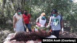 Tim dokter hewan BKSDA Aceh melakukan nekropsi terhadap harimau Sumatra yang ditemukan mati di Aceh Selatan, Senin 29 Juni 2020. (Foto: Courtesy/BKSDA Aceh)