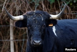 A bull is seen in a breeding farm near Arles, France, November 20, 2022. (REUTERS/Eric Gaillard)