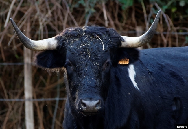 A bull is seen in a breeding farm near Arles, France, November 20, 2022. (REUTERS/Eric Gaillard)