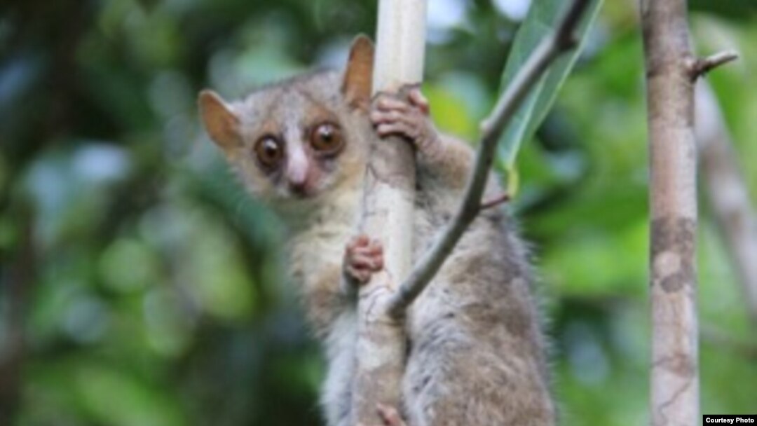 Microcebus ganzhorni, a new species of mouse lemurs discovered by scientists at UK, the German Primate Center and Duke Lemur Center. Photo by Giuseppe Donati.
