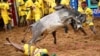 A bull jumps over a villager as others try to control the bull during a bull-taming festival in Pongal, on the outskirts of Madurai town, in the southern state of Tamil Nadu, India, Jan. 16, 2025. 