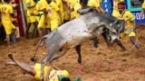 A bull jumps over a villager as others try to control the bull during a bull-taming festival in Pongal, on the outskirts of Madurai town, in the southern state of Tamil Nadu, India, Jan. 16, 2025. 