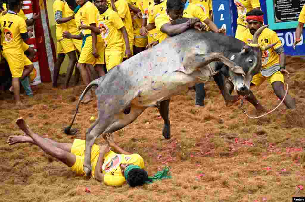 A bull jumps over a villager as others try to control the bull during a bull-taming festival in Pongal, on the outskirts of Madurai town, in the southern state of Tamil Nadu, India.