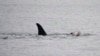 Grieving Orca Mother