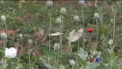 ရှမ်းပြည်နယ်နဲ့ မူးယစ်ဆေးစွဲသူများ