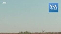 Des centaines d'éléphants meurent mystérieusement au Botswana