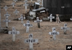A dog sits next to numbered crosses at the Iraja cemetery, where many COVID-19 victims are buried in Rio de Janeiro, Brazil, Feb. 5, 2021.