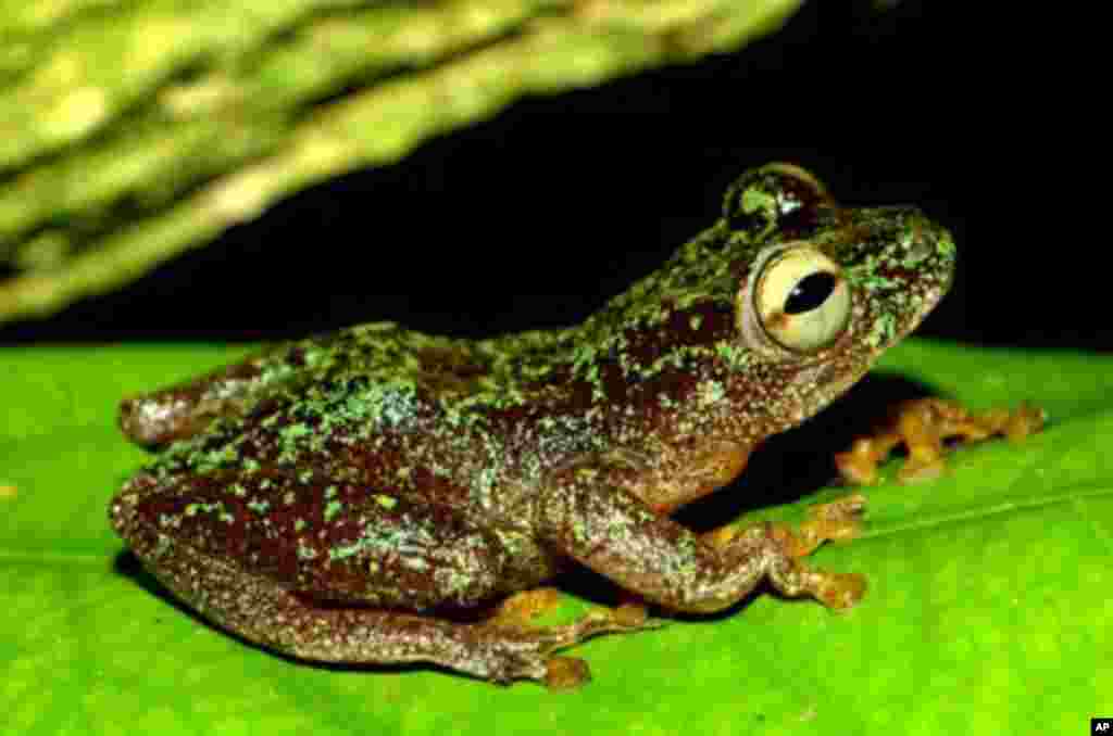 The Omaniundu Reed frog was rediscovered 300 kilometers west of the locality where it was first found in an extremely remote area of the Democratic Republic of the Congo. (Jos Kielgast)
