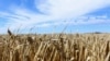 Australia to File Formal Complaint at WTO over China’s High Tariffs on Australian Barley 