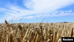 FILE PHOTO: Crops are seen in a barley field at a farm near Moree, an inland town in New South Wales, Australia, Oct. 27, 2020. 