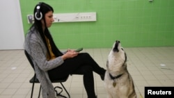 Bizsu, an 8-year-old Siberian Husky, howls next to her owner, Lehoczki, researcher during a test at the Ethology Department of the Eotvos Lorand University in Budapest