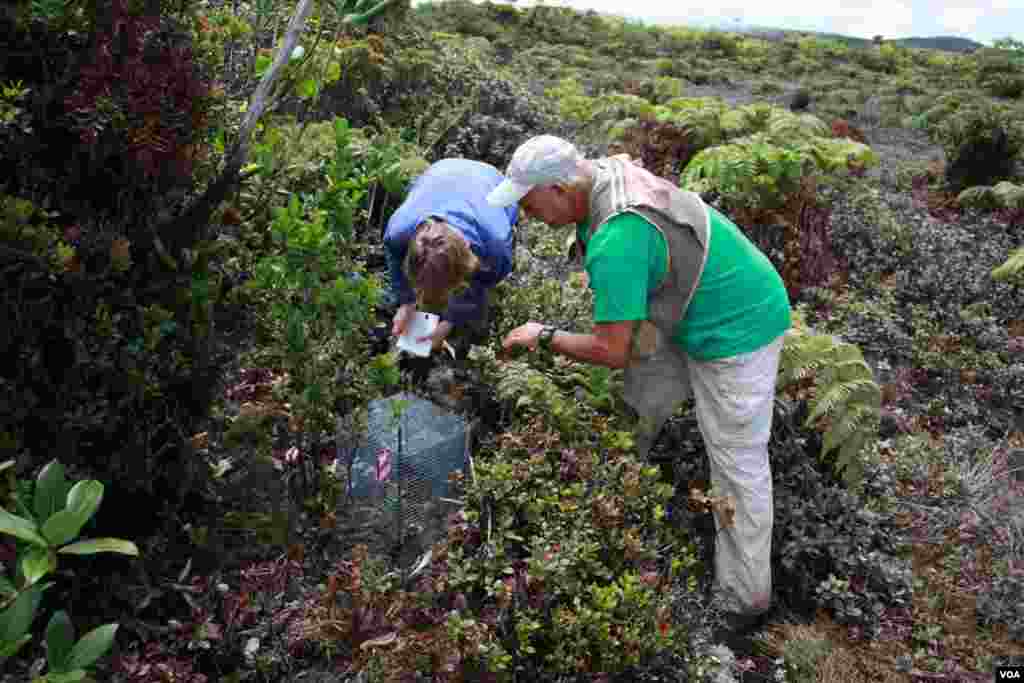 Steve Perlman and Wendy Kishida inspect a protective cage where one of Hawaii&#39;s rarest plants, a Platanthera holochila (native orchid), had been outplanted. Kokee, Kauaʻi, 2011. (Photo by Jon Letman/NTBG)