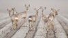 Deer are seen on a field near Hildesheim, Germany.