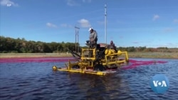Farmers Look to the Sun as Cranberry Prices Dive