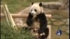 朝鲜半岛紧张 中韩熊猫外交