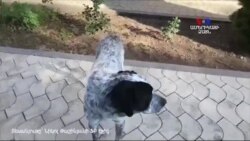 Հեղափոխական Քայլոն ապրում է վարչապետենց տանը