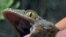 Gecko Exhibit