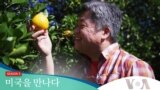 [미국을 만나다] 달콤+상쾌한 플로리다의 오렌지 맛!