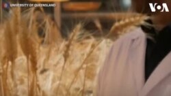 Metode Pertanian Baru Percepat Siklus Pertumbuhan Tanaman