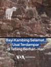 Bayi Kambing Selamat, Usai Terdampar di Tebing Berhari-Hari