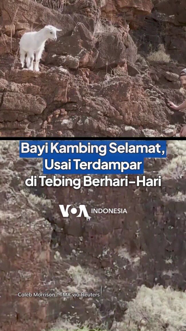 Bayi Kambing Selamat, Usai Terdampar di Tebing Berhari-Hari