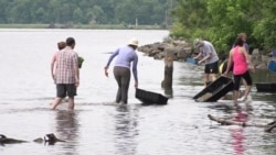 Diplomats Plant Underwater Seagrass in Potomac River to Celebrate World Environment Day