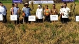 Gubernur Jawa Timur Khofifah Indar Parawansa memanen padi ratun R5 di Puspa Agro, Sidoarjo, yang dipercaya mampu mengatasi masalah ketersediaan pangan nasional (foto: VOA/Petrus Riski)