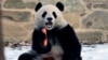 Aunque llegaron en octubre de 2024 a Washington provenientes de China, no fue hasta el 24 de enero fueron presentados al público los pandas gigantes&nbsp;Qing Bao y Bao Li.&nbsp;