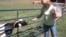 Terry Cummings with one of her rescued animals at the Poplar Spring Animal Sanctuary for abused and abandoned farm animals and wildlife, a 400-acre refuge in rural Maryland. (Julie Taboh/VOA) 