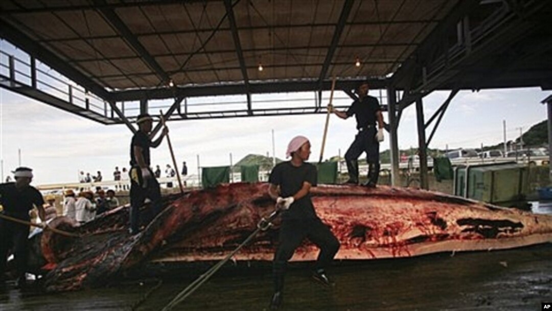 Baird's Beaked whale butchered in Wada, Japan, June 2007 (file photo).