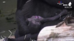 16 տարվա ընդմիջումից հետո Բեռլինի կենդանաբանական այգում կրկին գորիլա է ծնվել