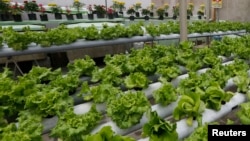 FILE - Hydroponics lettuce growing on a roof in Lima, Peru, Feb. 24, 2014. In Egypt, Amr Bassiouny, chief executive of Egyptian Hydrofarms, says he is growing salad greens at his farm on the outskirts of Cairo using 90 percent less water than traditional methods.