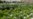 Farming Without Soil Seen as Solution in Land Without Water