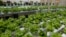 FILE - Hydroponics lettuce growing on a roof in Lima, Peru, Feb. 24, 2014. In Egypt, Amr Bassiouny, chief executive of Egyptian Hydrofarms, says he is growing salad greens at his farm on the outskirts of Cairo using 90 percent less water than traditional methods.