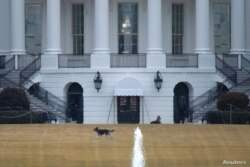 Los perros del presidente estadounidense Joe Biden Champ and Major son vistos en el Jardín Sur en la Casa Blanca en Washington, el 16 de febrero de 2021.