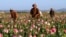 FILE - farmers harvest raw opium at a poppy field in the Zhari district of Kandahar province, Afghanistan. 