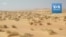 Images impressionnantes de l'écotourisme dans le Sahara mauritanien