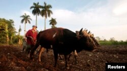 Un agricultor prepara una parcela de tierra para sembrar con dos bueyes en La Lisa, en las afueras de La Habana, Cuba.