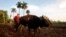 Un agricultor prepara una parcela de tierra para sembrar con dos bueyes en La Lisa, en las afueras de La Habana, Cuba.