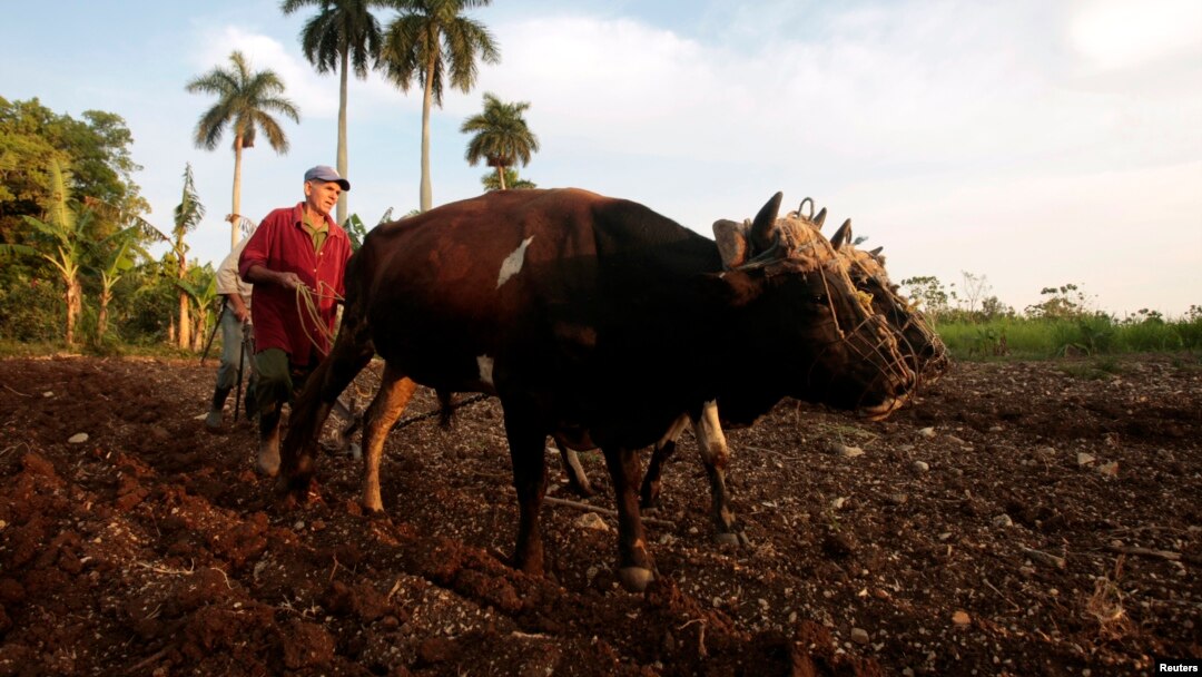FILE - A farmer plows the land with two oxen in La Lisa on the outskirts of Havana. 