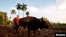 Los productos agrícolas cubanos no están considerados para entrar al mercado estadounidense. 