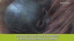 Детеныш редкого орангутана в зоопарке Busch Gardens