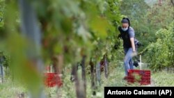 Alexandra Ichim, a 20-year-old Romanian, works during a grape harvest in Rocca de Giorgi, Italy, Thursday, Sept. 10, 2020. (AP Photo/Antonio Calanni)