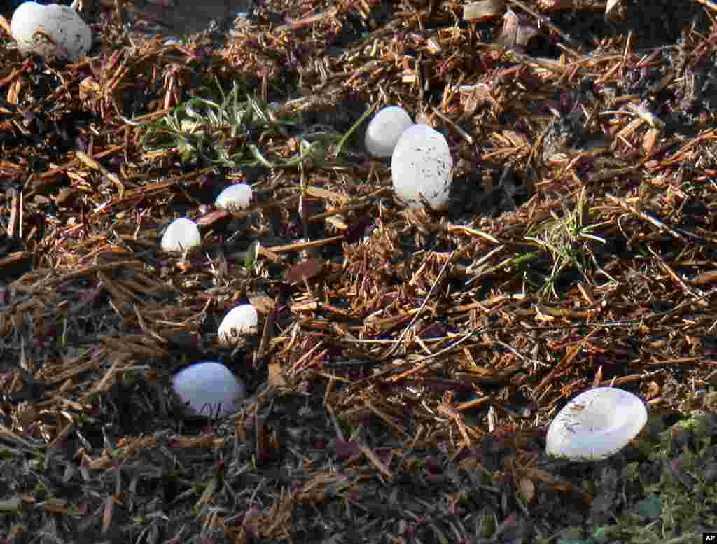 Various sizes of hail stones litter the ground in Henryville, Indiana, more than three hours after a tornado touchdown in the community 20 miles north of Louisville, Kentucky. (AP)
